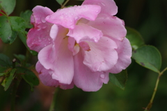 薔薇　2　芝浦運河　９月