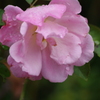薔薇　2　芝浦運河　９月