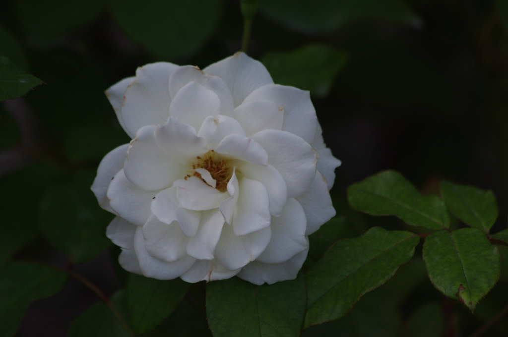 薔薇　32