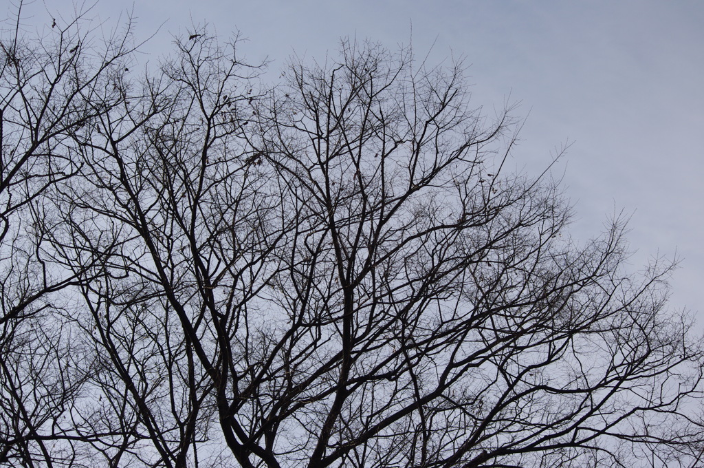 冬景色　日比谷公園