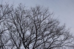 冬景色　日比谷公園