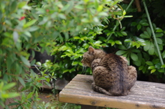 芝浦運河　初夏の猫　3