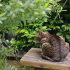 芝浦運河　初夏の猫　3