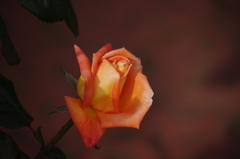 薔薇が咲いた　2