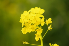 菜の花　芝公園　１月末