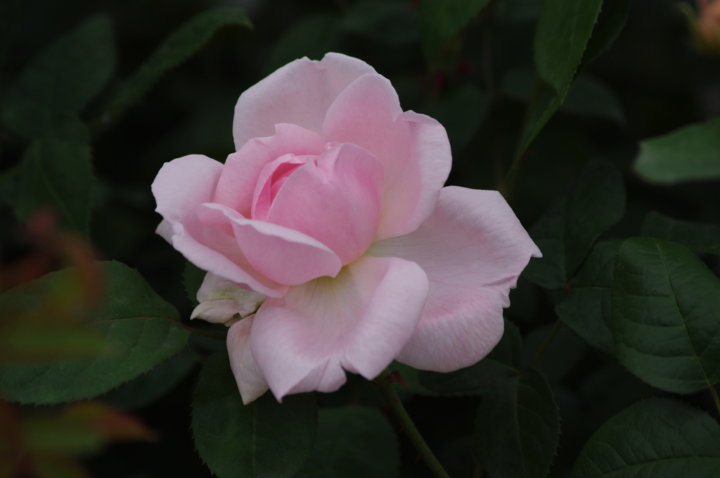 薔薇　32　山下公園　5月