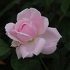 薔薇　32　山下公園　5月