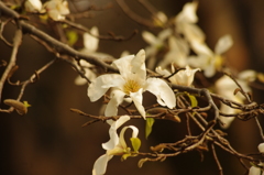 こぶし　代々木公園