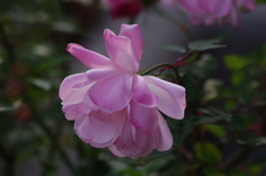 薔薇　2　新芝運河　１月下旬