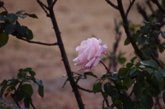 一月の薔薇　4　日比谷公園