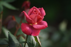 薔薇　9