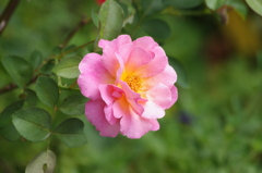薔薇