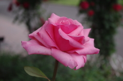 薔薇　2　芝浦中央公園