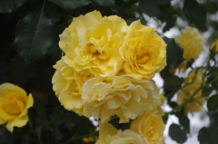 薔薇　12　芝浦中央公園