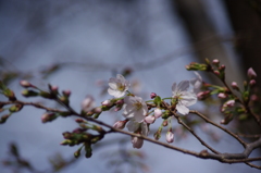 サトザクラも桜のうちです　白金ドングリ児童遊園