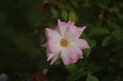 薔薇