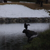 カワウと残雪　