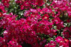 薔薇　4