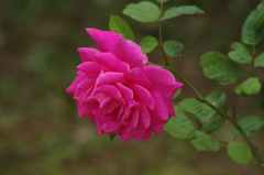 薔薇　2