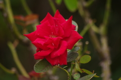 薔薇　9