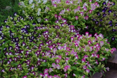 芝公園　７月花壇　2