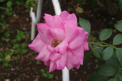 薔薇　1　代々木公園　７月下旬