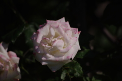 薔薇　4