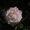薔薇　4