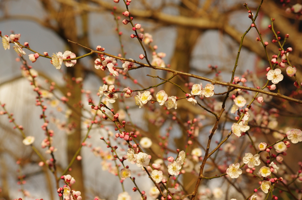 梅　1　亀塚公園　２月