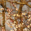 梅　1　亀塚公園　２月