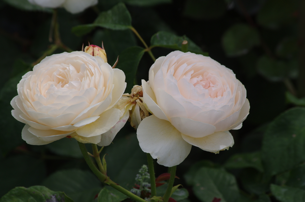 薔薇　山下公園　11