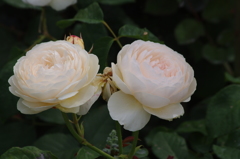 薔薇　山下公園　11