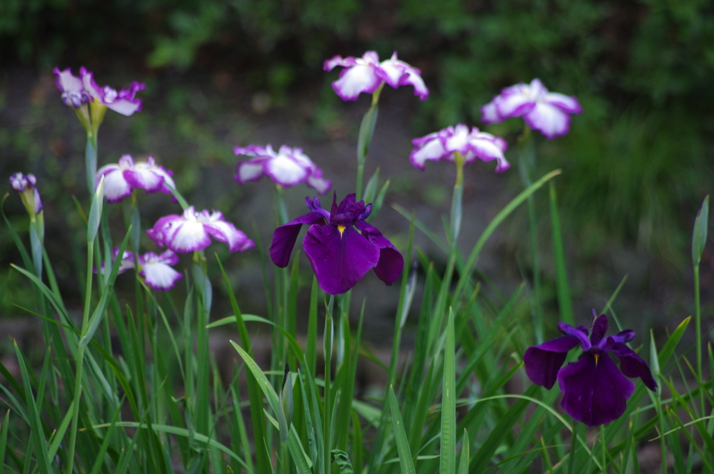 花菖蒲　1