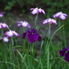 花菖蒲　1