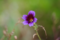 高浜運河　花壇　5