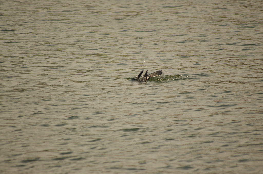 餌さがしっと・・・・　旧浜離宮庭園　カワウ　3