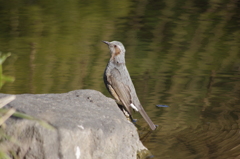 ヒヨドリ　日比谷公園
