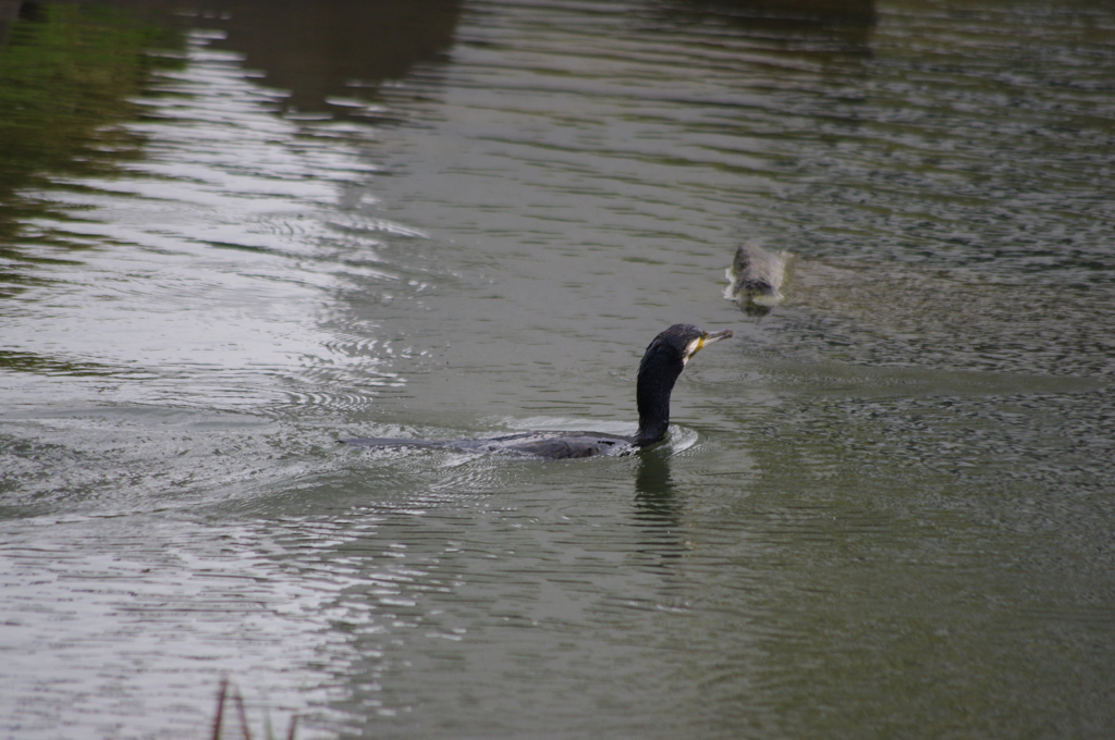 カワウ　2　旧芝離宮公園