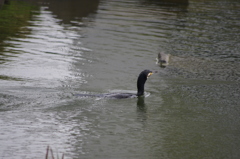 カワウ　2　旧芝離宮公園