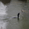 カワウ　2　旧芝離宮公園