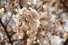 目黒川の桜　9