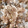 目黒川の桜　9
