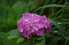 芝公園　アジサイ　でもでもの涙？？？？