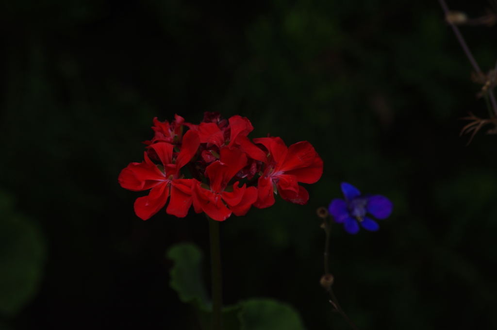 新芝運河　花壇　1　７月下旬