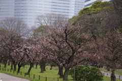梅園