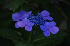 ガクアジサイ　日比谷公園　７月上旬