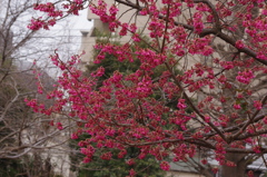 寒緋桜　1