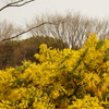 ミモザ　2　代々木公園