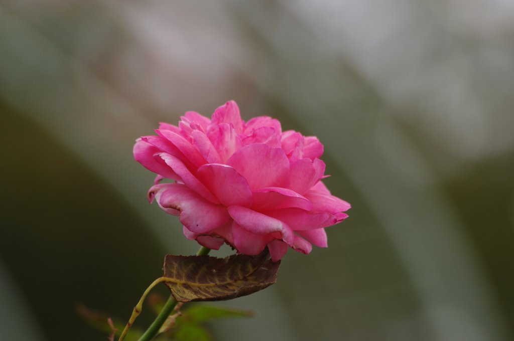薔薇　7