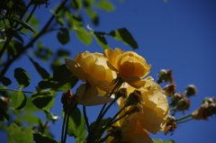 薔薇　4